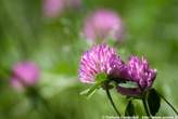 20060615_101501 Armeria Alpina.jpg